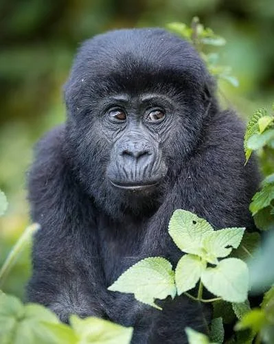 Young gorilla sitting among green foliage.