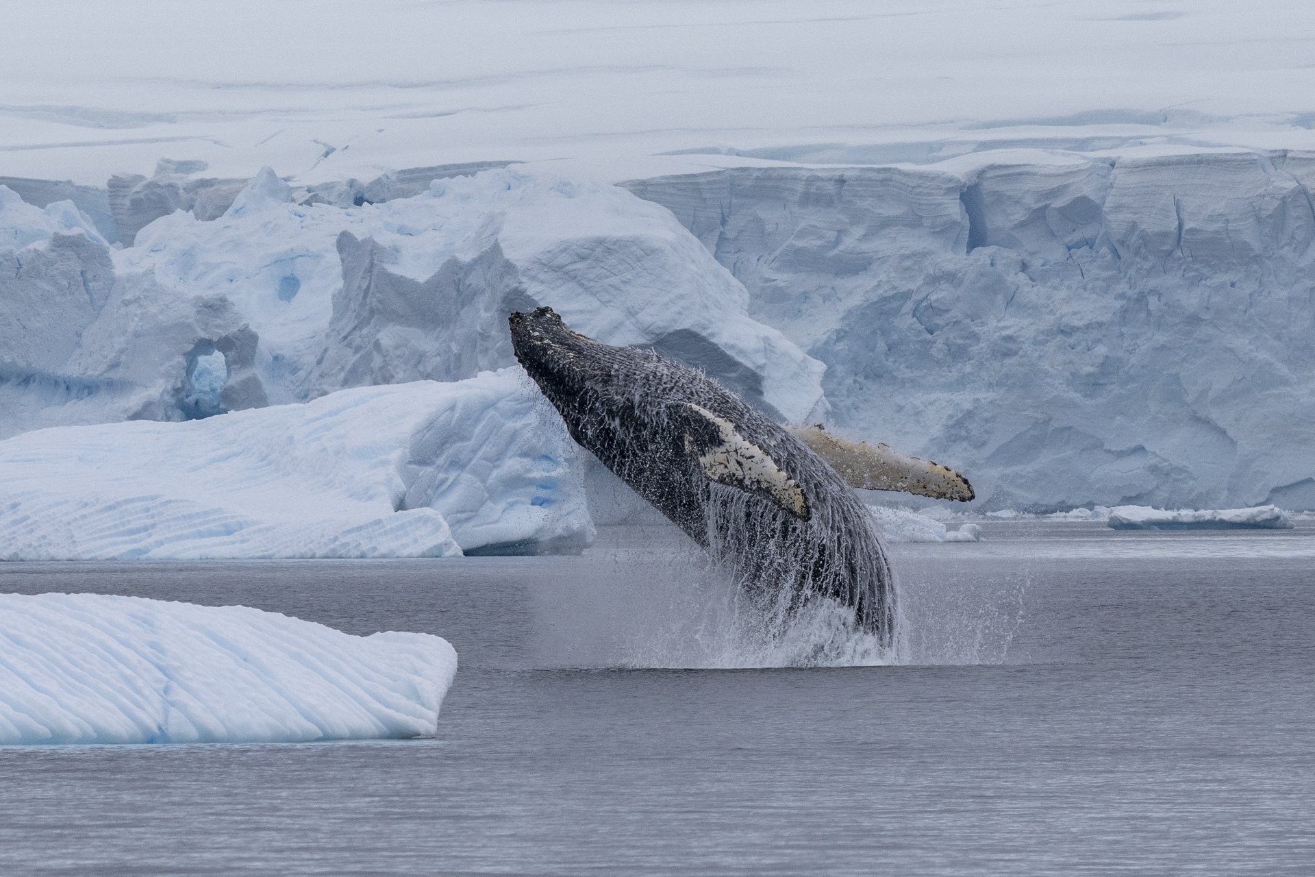 Humpback whale breaching beside icebergs on the Antarctic Peninsula.