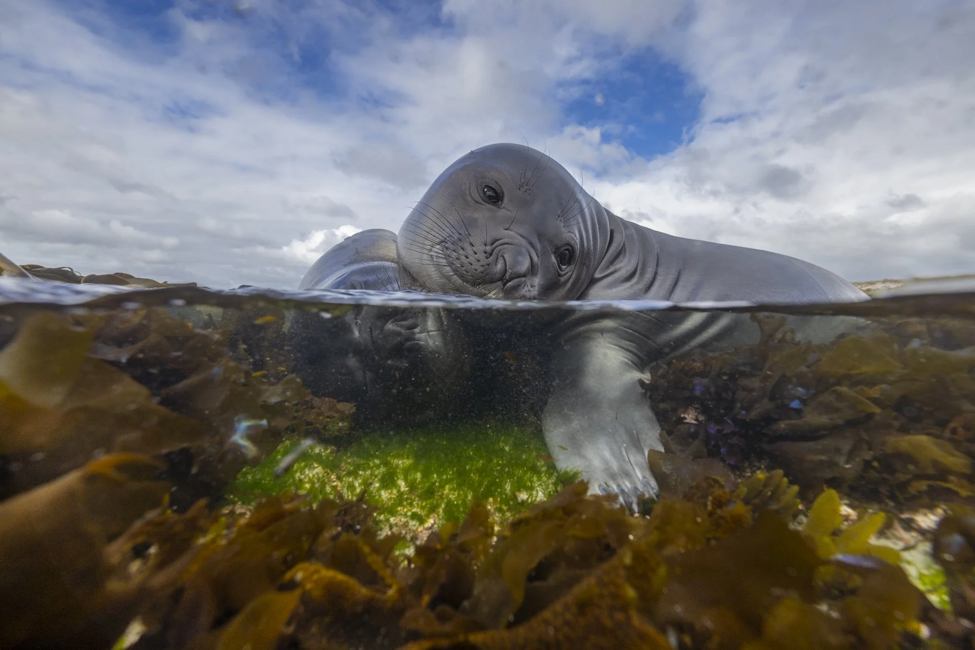Southern elephant seal resting among kelp in the Falkland Islands.