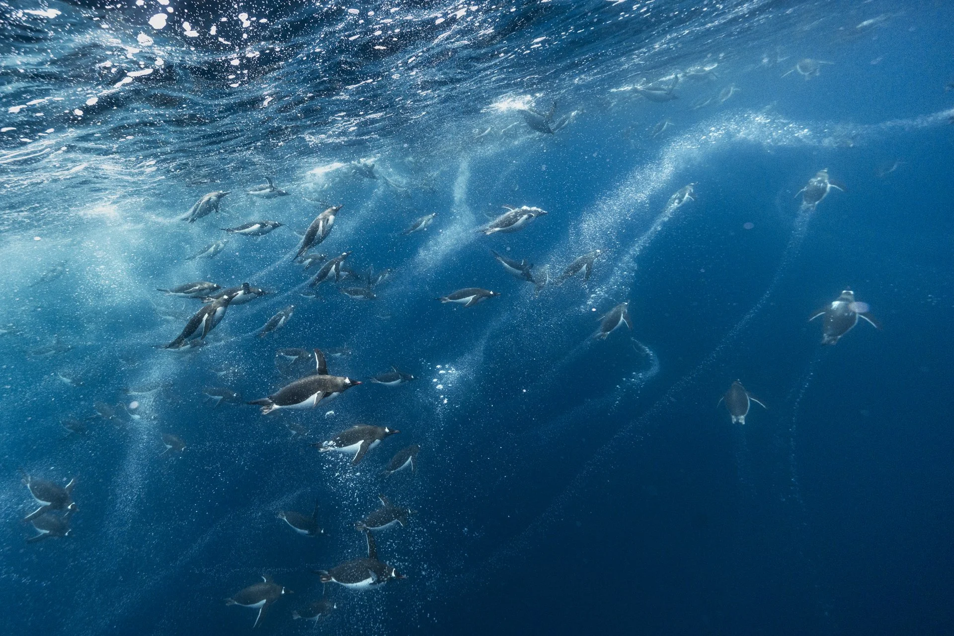 Colony of emperor penguins swimming beneath the Antarctic sea ice.