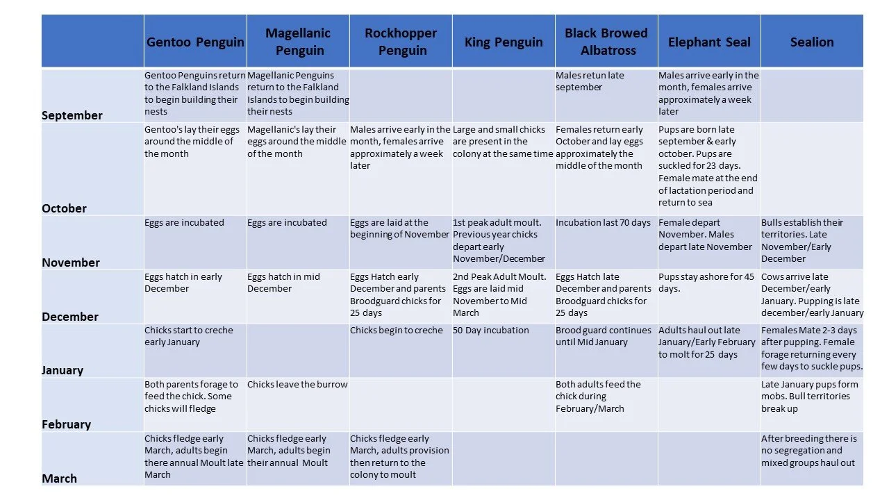 A detailed chart outlining the annual breeding and incubation schedule for different penguin species, including Gentoo, Magellanic, Rockhopper, King, Black Browed Albatross, Elephant Seal, and Sealion, with months, key events, and behaviors.