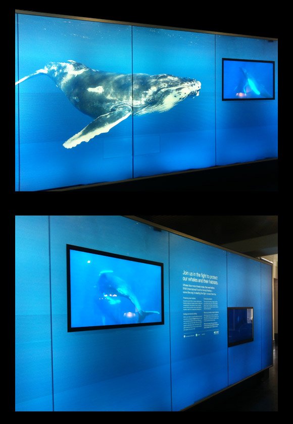 Two digital displays in an exhibit showcase a whale, with one showing a close-up and the other with a whale and informational text.