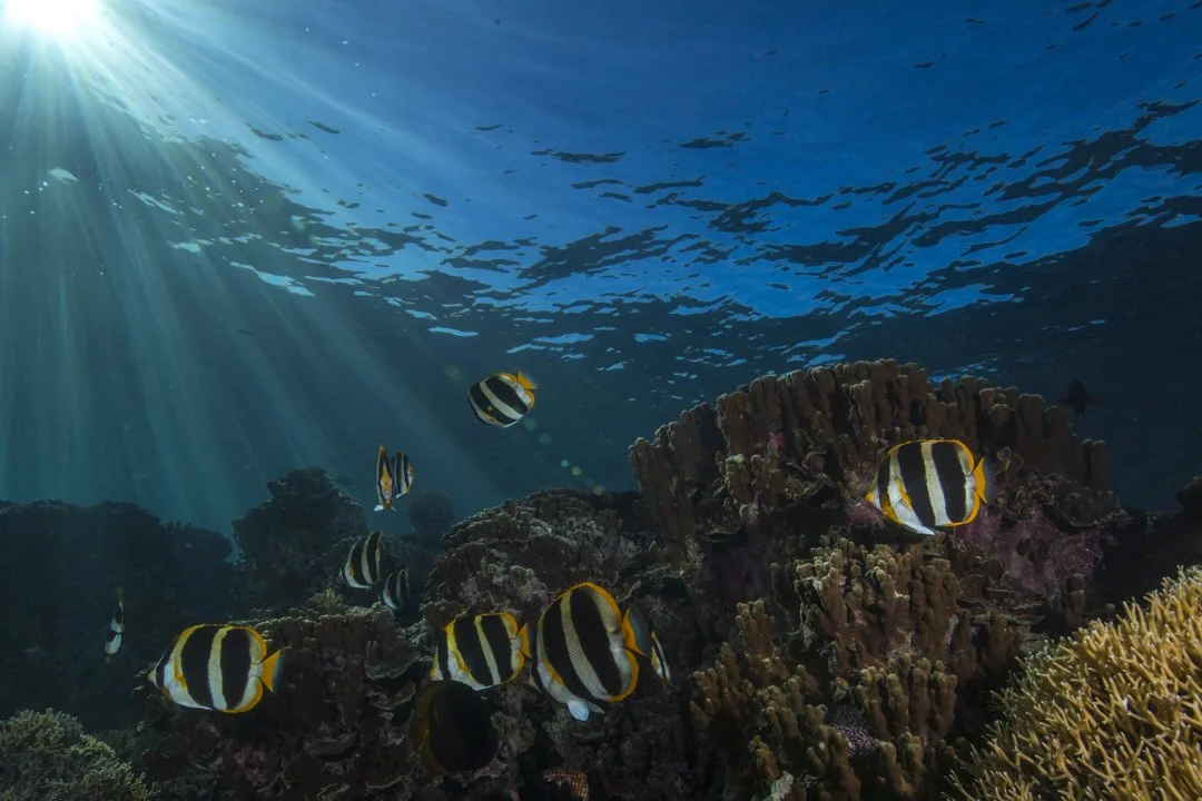 Butterflyfish swimming above a coral reef at Lord Howe Island Marine Park.