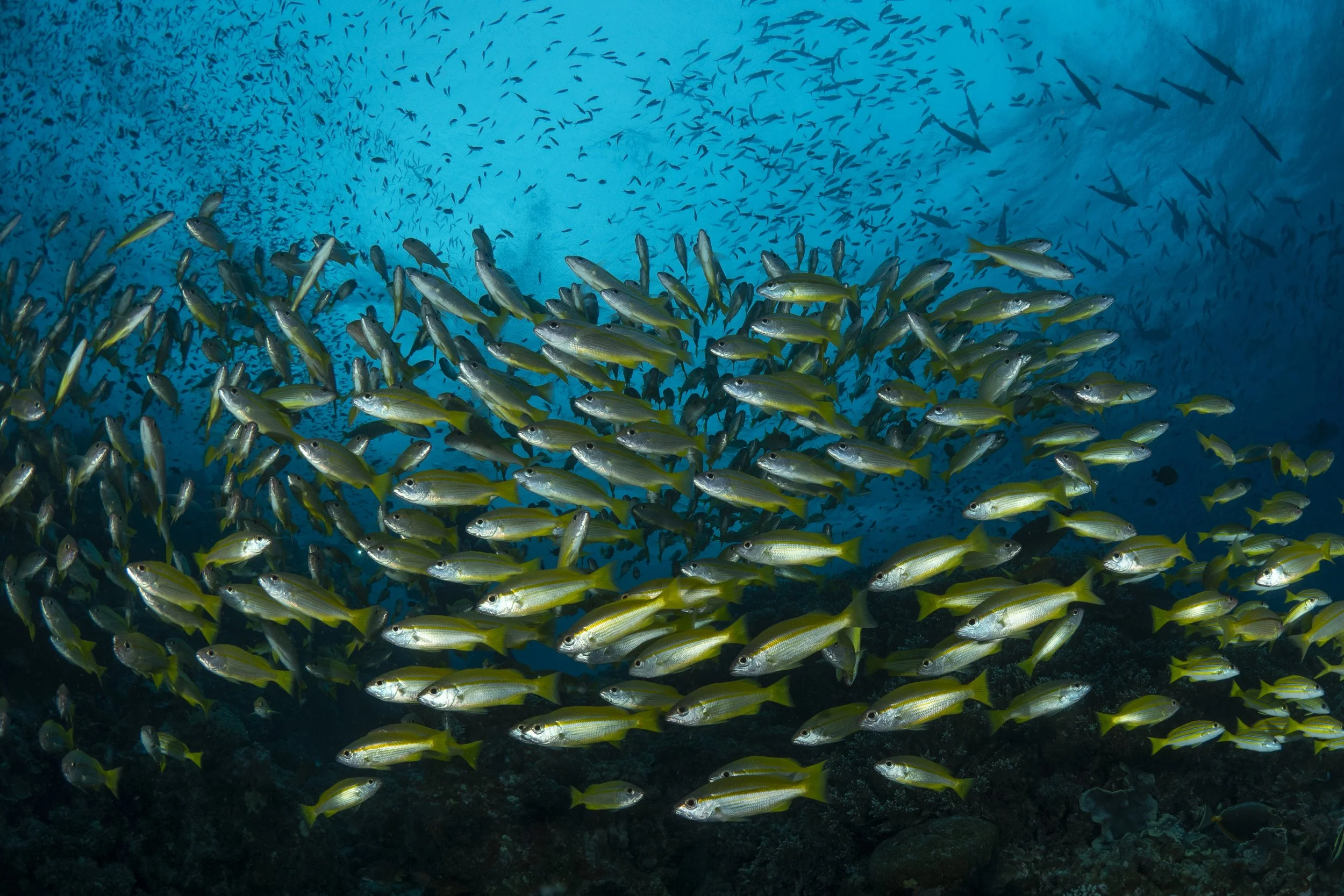 school of fish in the great barrier reef