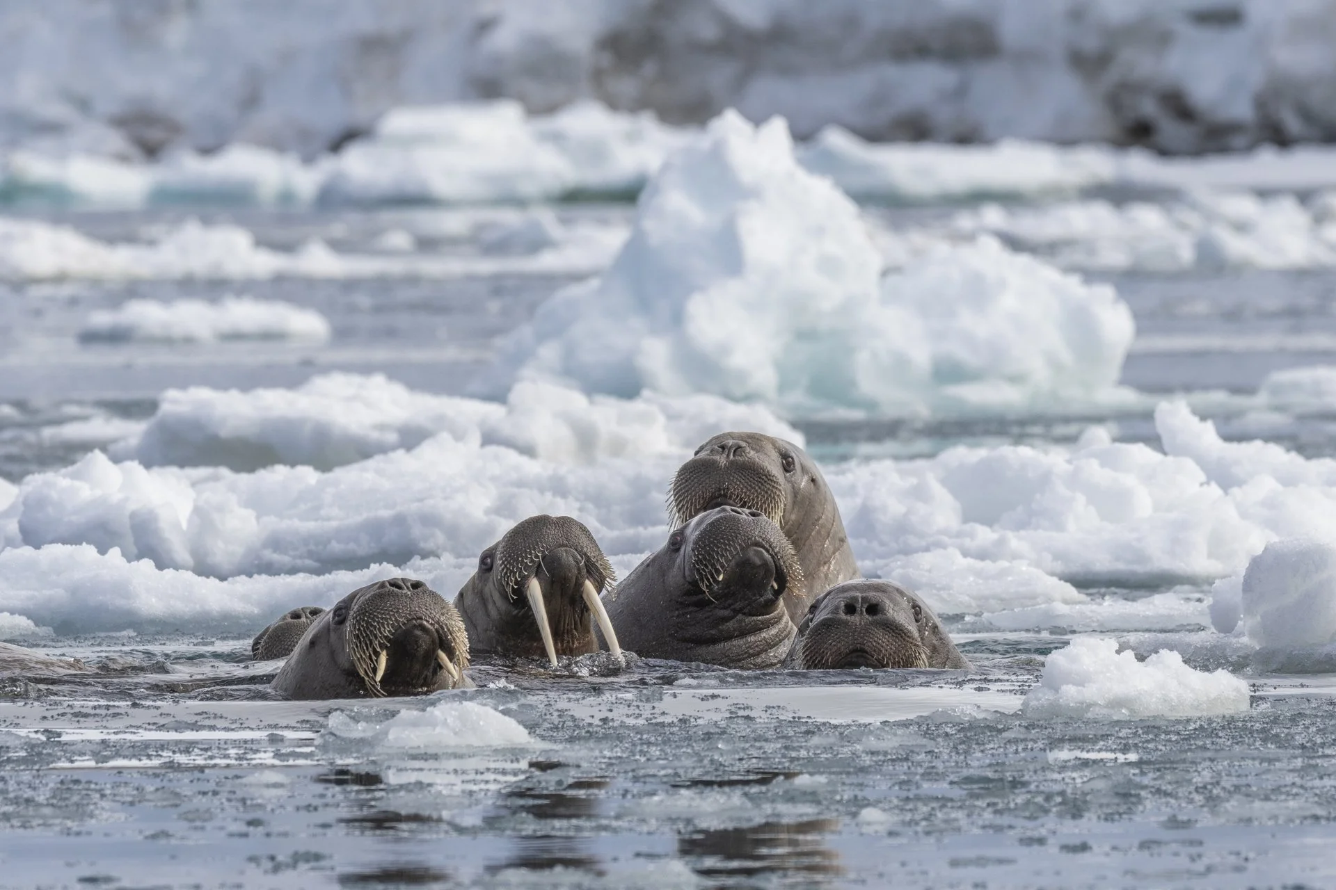 Group of seals swimming in icy Arctic waters with icebergs in the background.