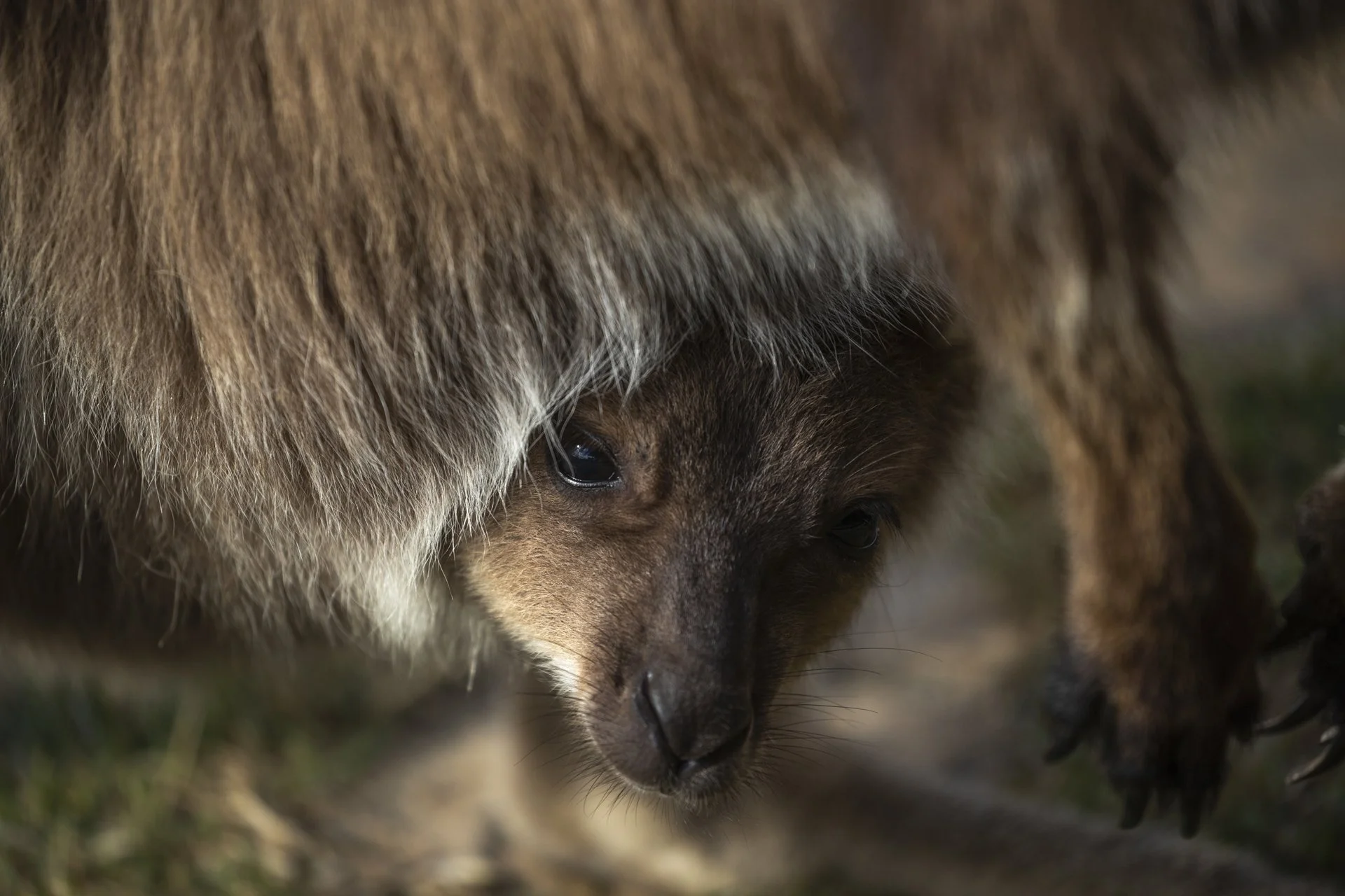 Close-up of a wolf pup with brown and gray fur, resting its head on the ground, looking downward.