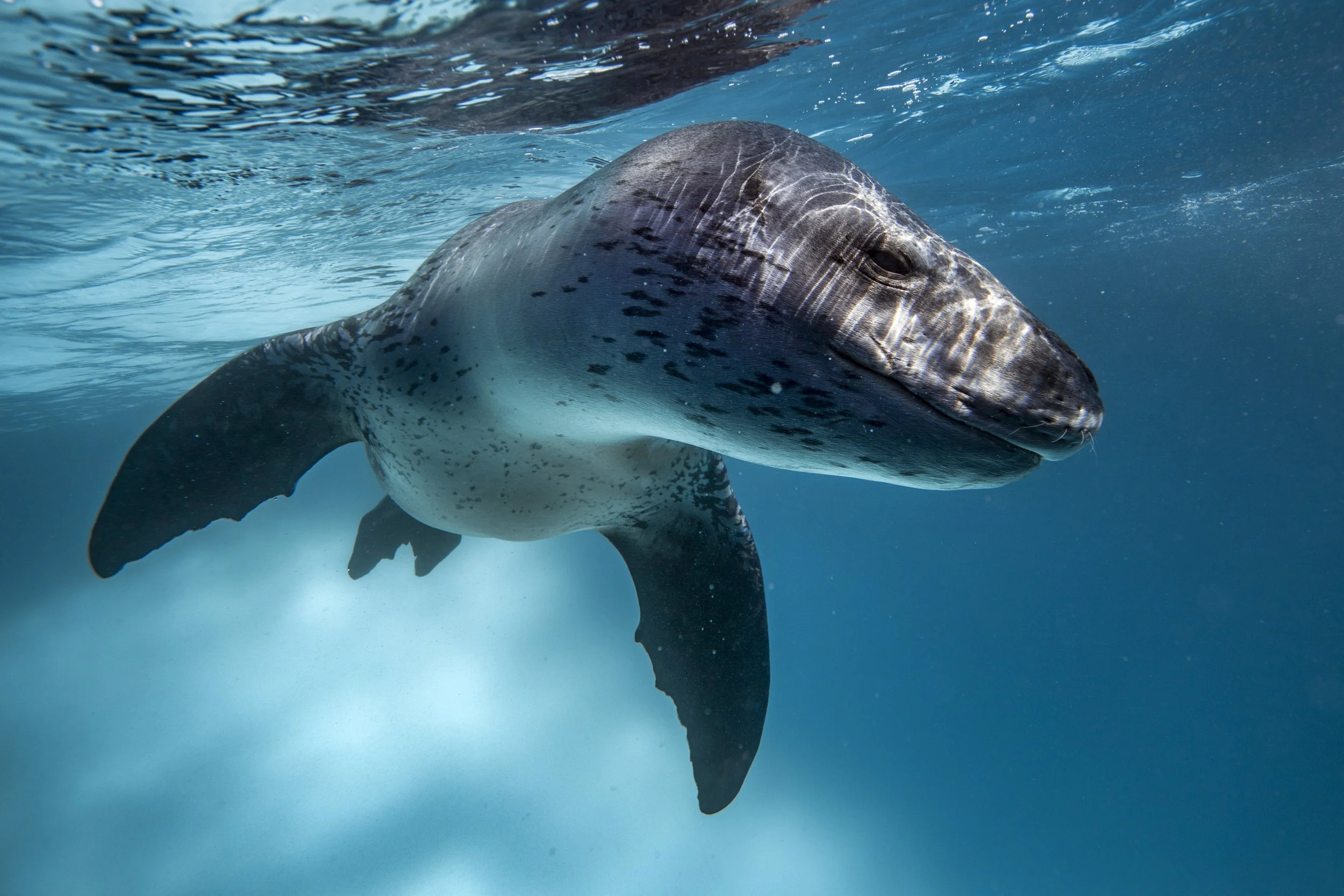 A close-up of a gray whale swimming underwater, showing its head and part of its body with detailed patterns and spots.