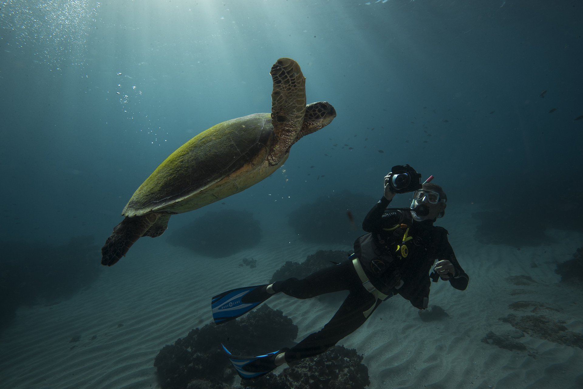 Green sea turtle swimming with a diver in the clear waters of Lord Howe Island.