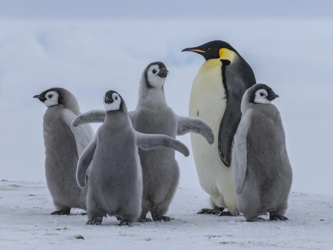 Emperor penguin chicks with adult emperor penguins in Antarctica.