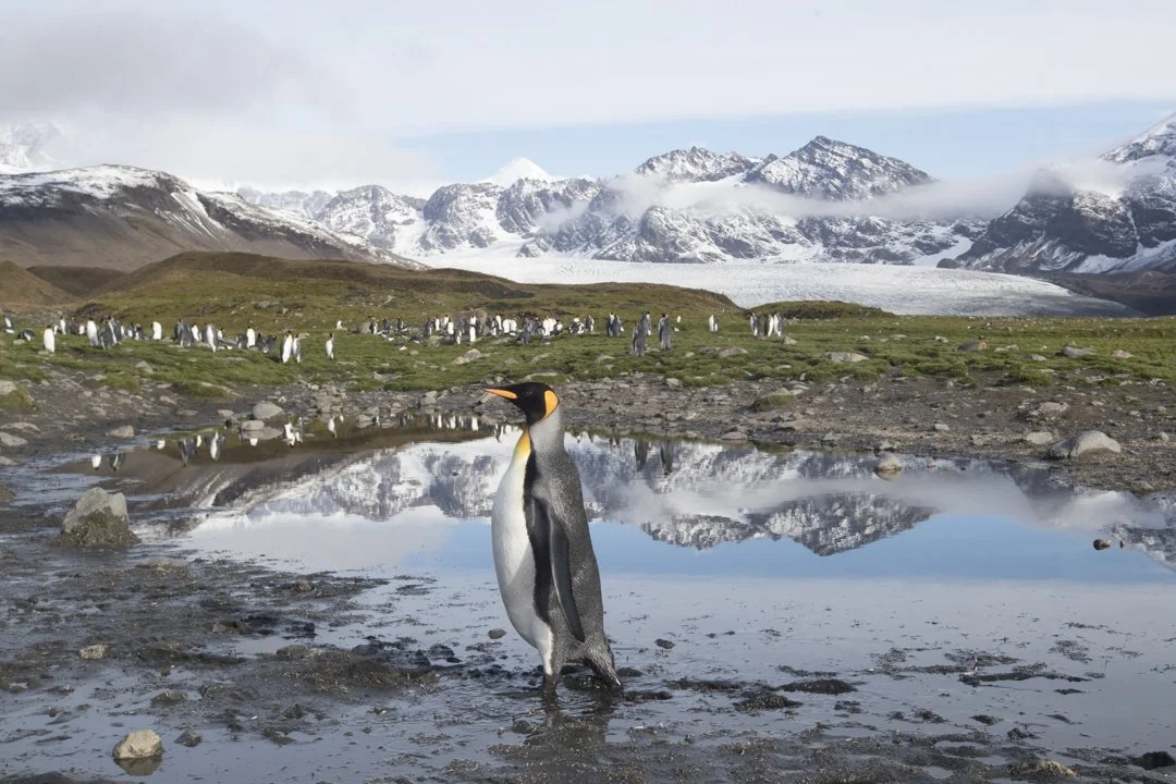 A penguin standing on rocky ground near a small water pond, with many penguins in the background on a grassy area, snow-capped mountains, and glaciers in the distance under a partly cloudy sky.