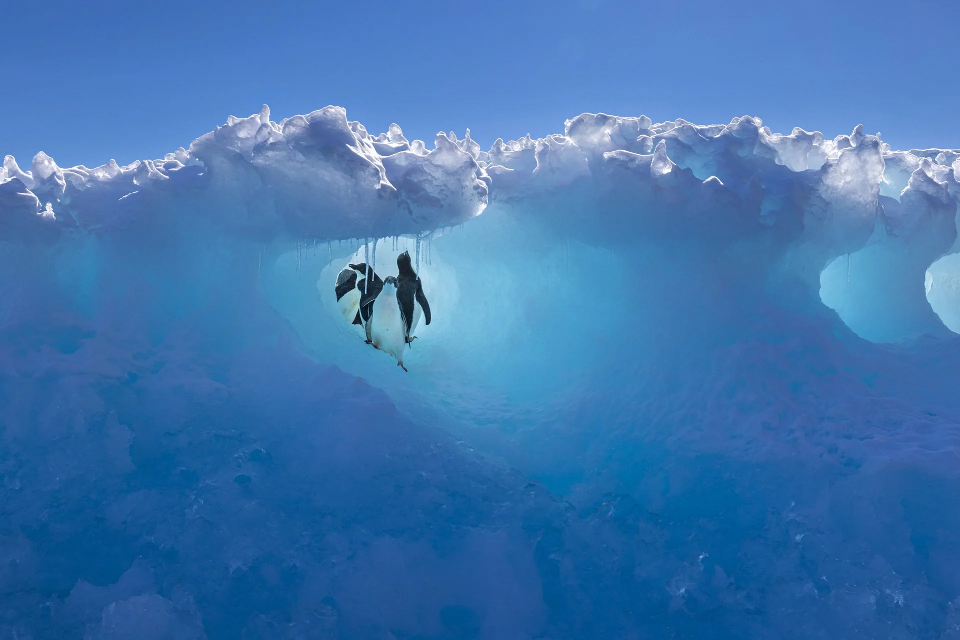 Emperor penguins in Antarctic sea ice