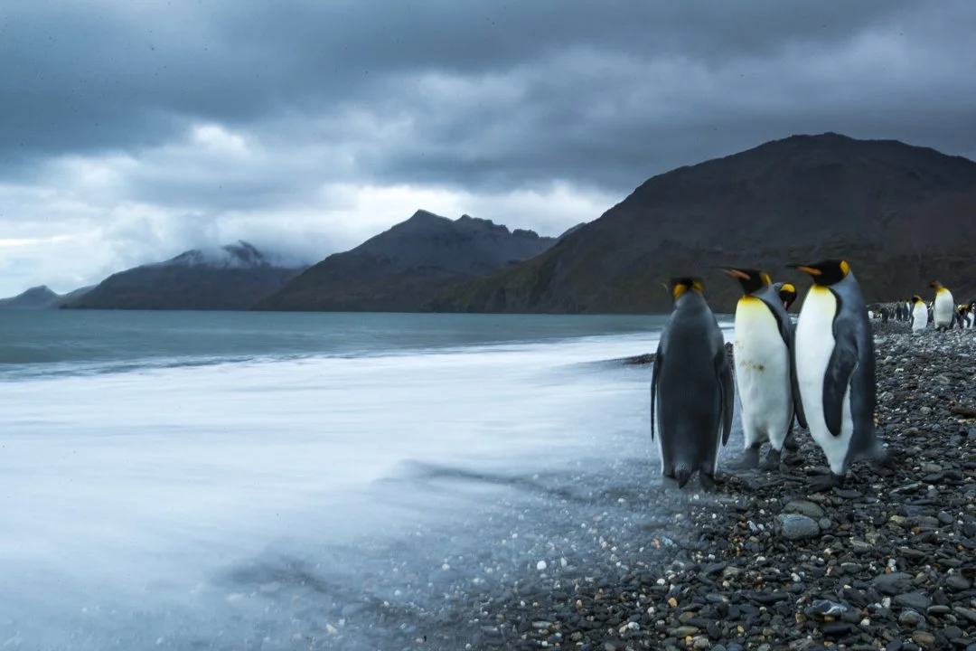 King penguins walking along the coastline beneath dramatic mountains in South Georgia.
