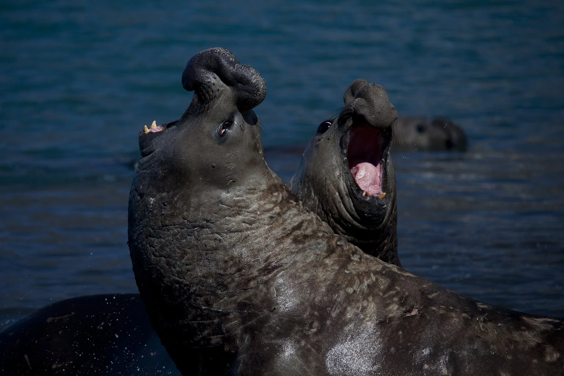 Two southern elephant seals displaying territorial behaviour on the beaches of South Georgia.