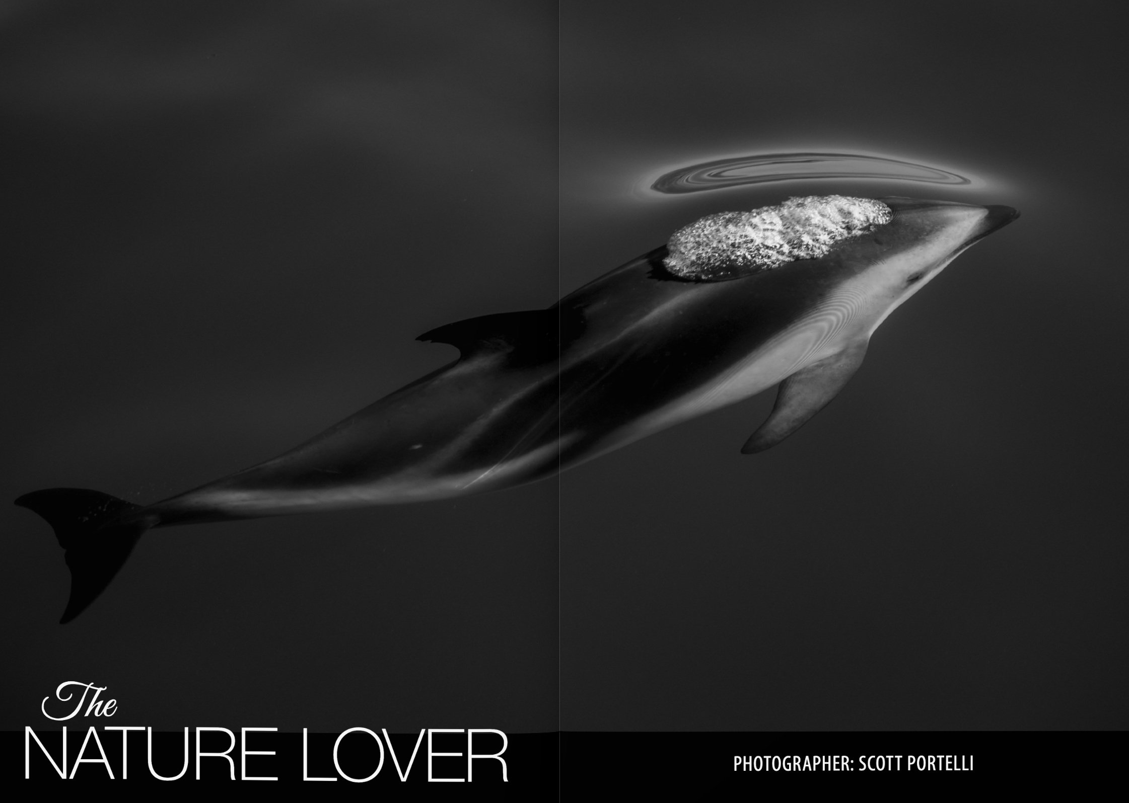 Black and white photograph of a shark with its mouth open, taken from underwater, with the text 'The Nature Lover' and the photographer's name, Scott Portelli.
