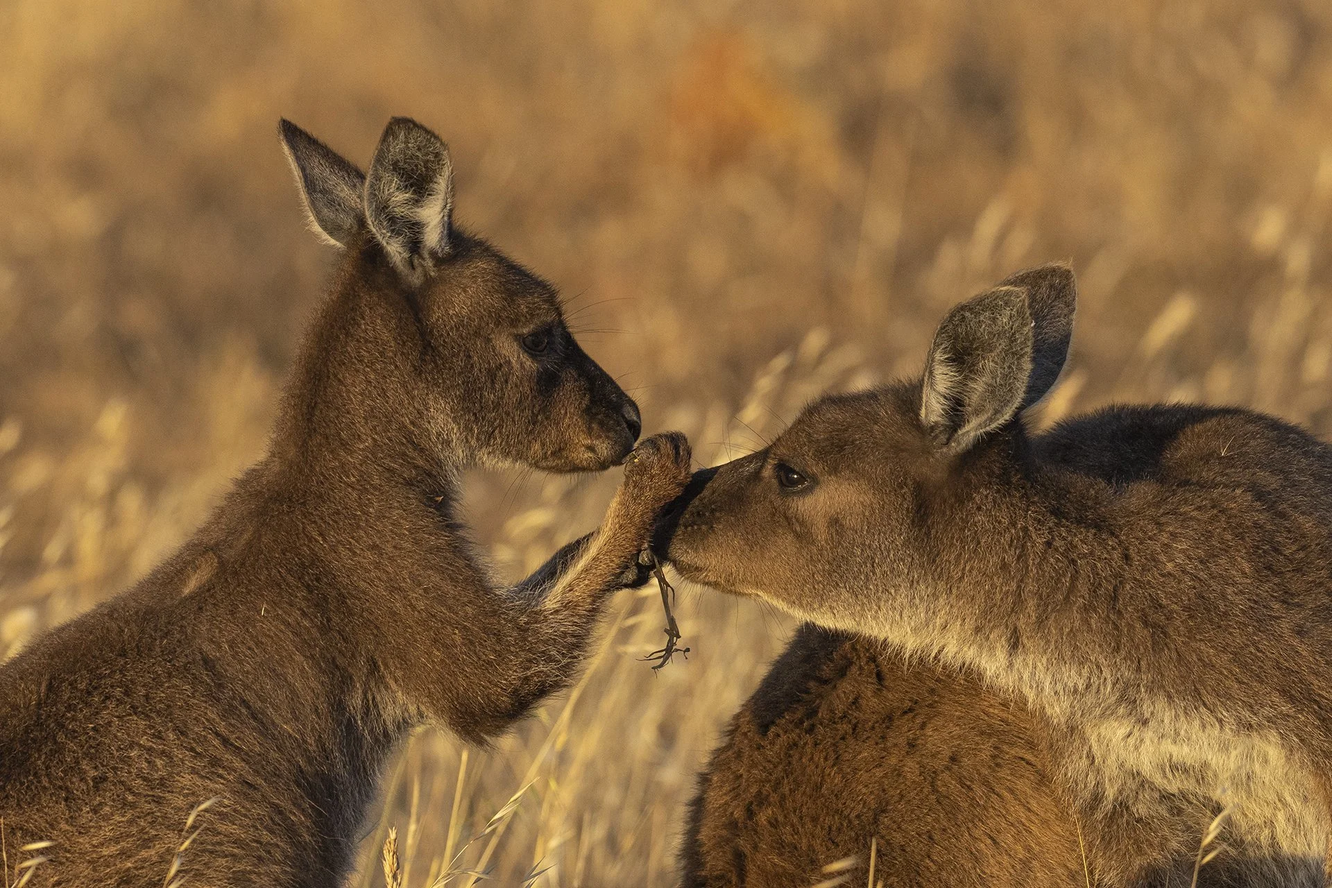 Two young elk calves touching noses in a field of tall grass.