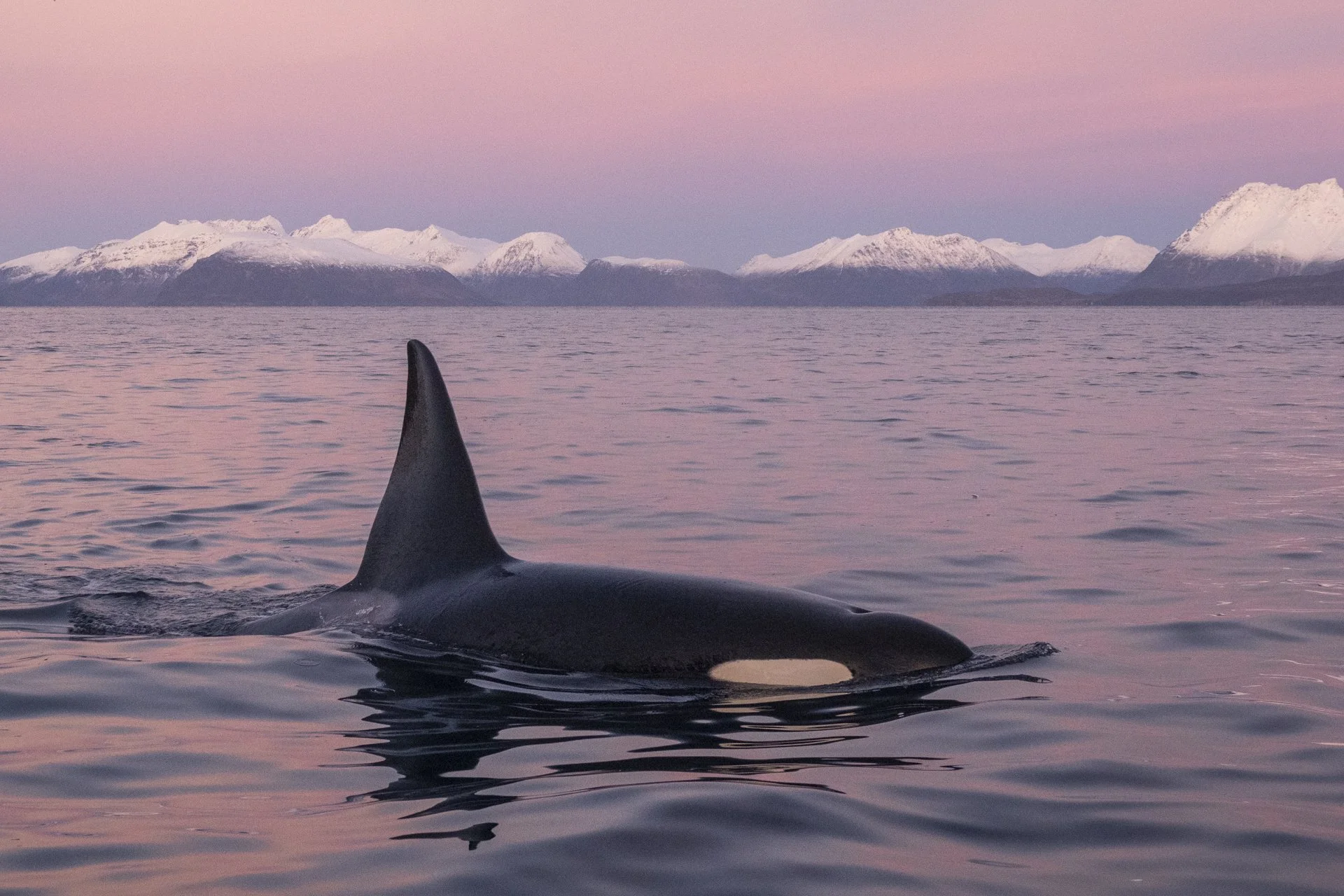 A close-up view of an orca whale's dorsal fin in the water, with snow-covered mountains and a pink and purple sunset sky in the background.