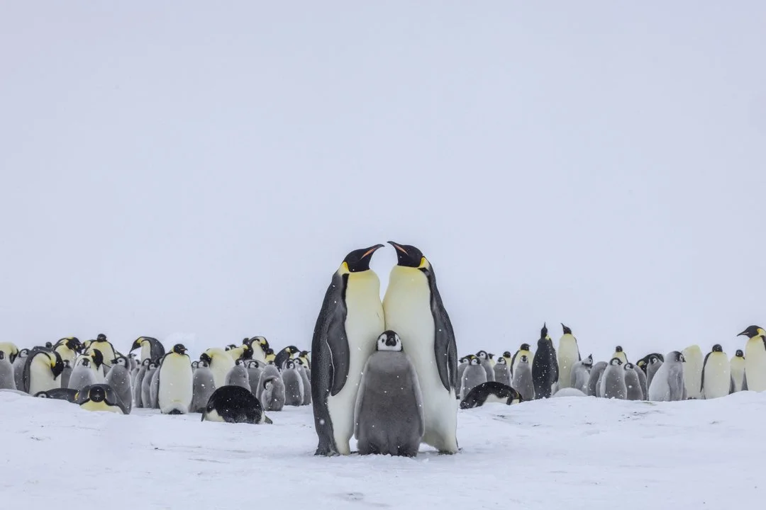 Two adult emperor penguins standing face-to-face with a chick between them on snow, surrounded by a large group of penguins in the background, in a cold, icy environment.