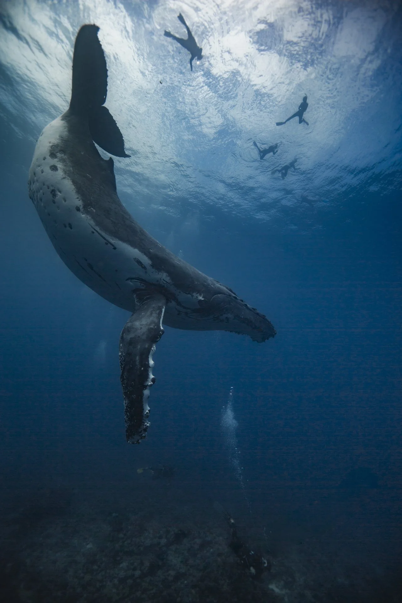 Tonga Swim With Humpack Whales