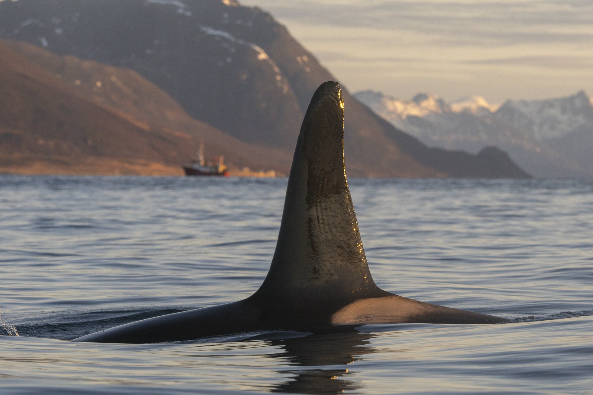 Orca surfacing in the fjords of Northern Norway during winter.