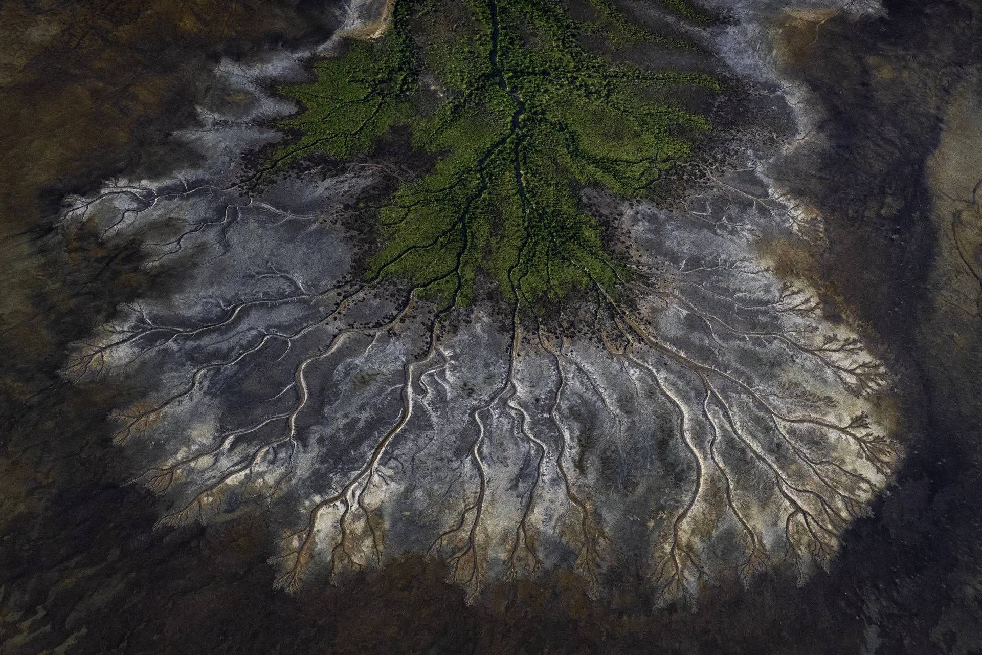 Aerial view of a river delta with intricately branching waterways, green vegetation in the center, and barren, gray, and brown terrain surrounding the delta.