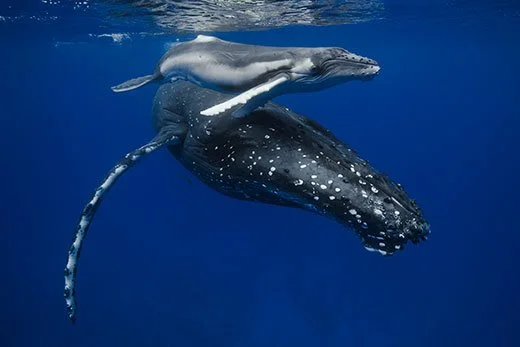 A whale with a calf swimming in the ocean.