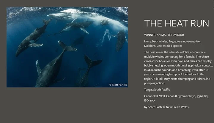Underwater view of multiple humpback whales swimming near the surface in the South Pacific.
