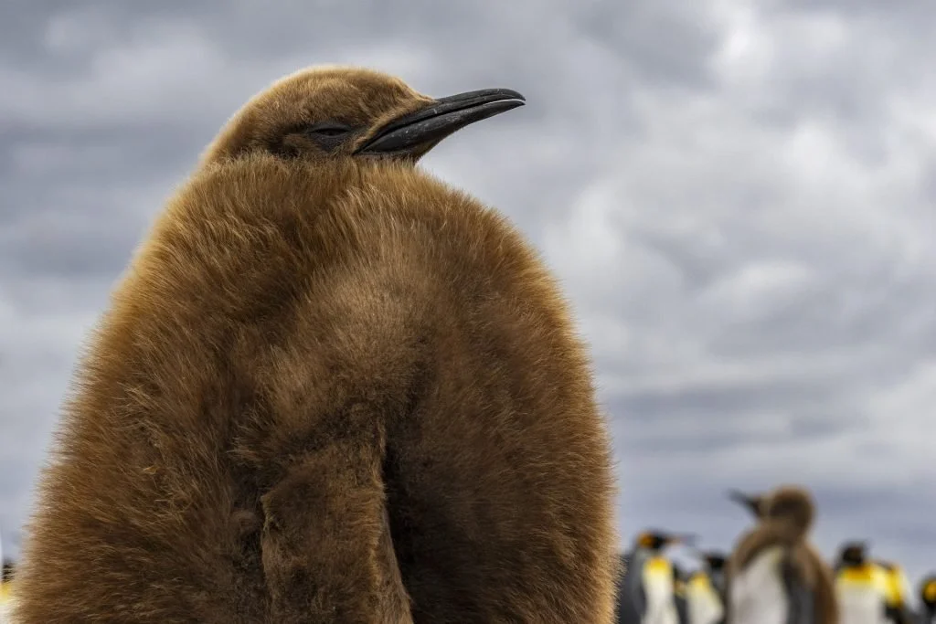 A close-up of a brown penguin chick with its eyes closed, standing outdoors against a cloudy sky, with other penguins in the background.