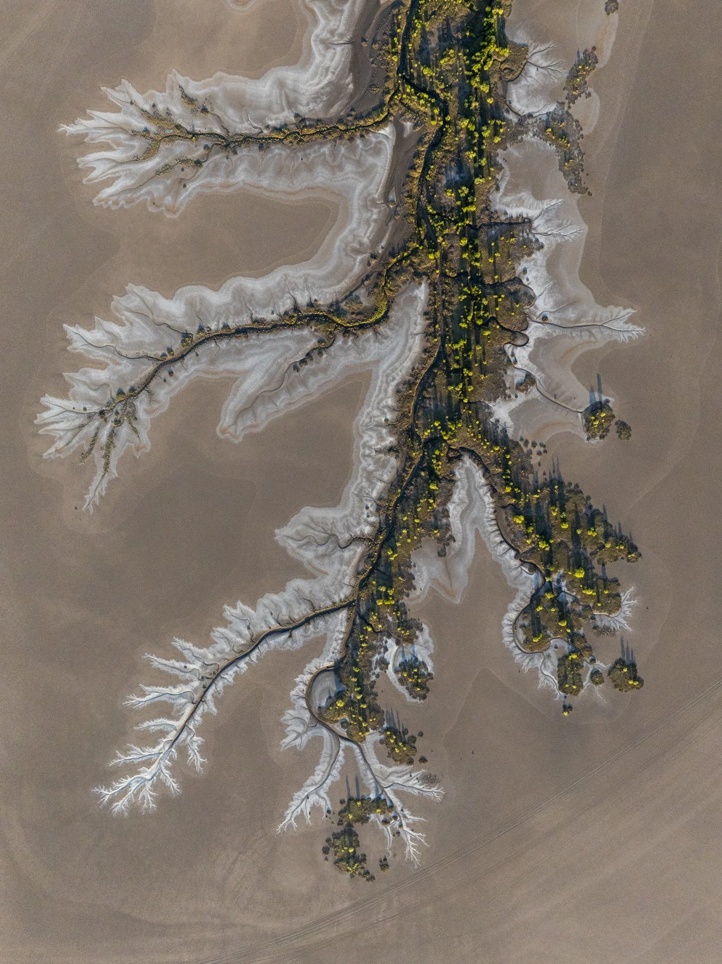 Aerial view of a dry, cracked riverbed with branching channels, sparse trees, and patches of green vegetation.