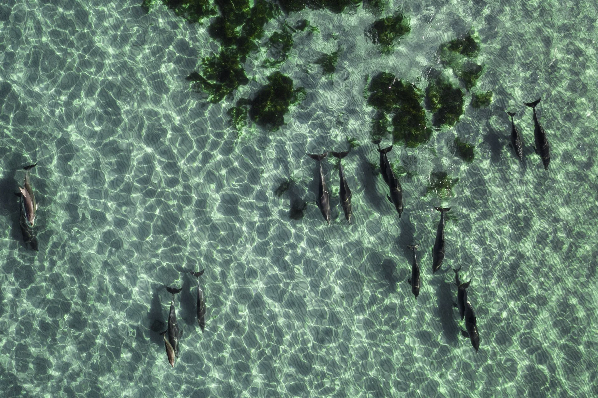School of dolphins swimming underwater with clear water and sunlight reflections.