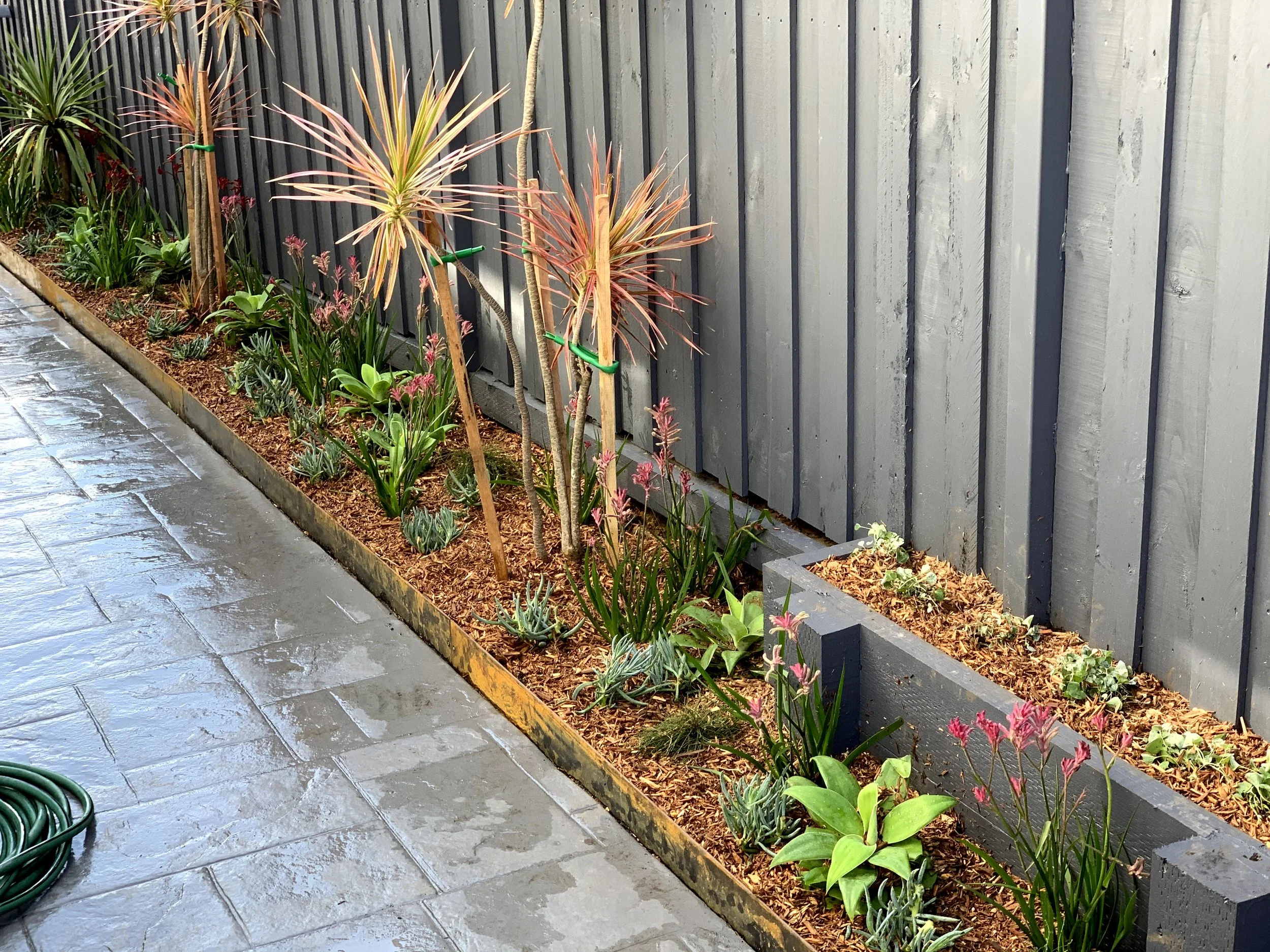A garden bed with various plants including tall, thin, spiky plants with reddish leaves, and smaller green foliage, bordered by a gray wooden fence and a wet stone patio.