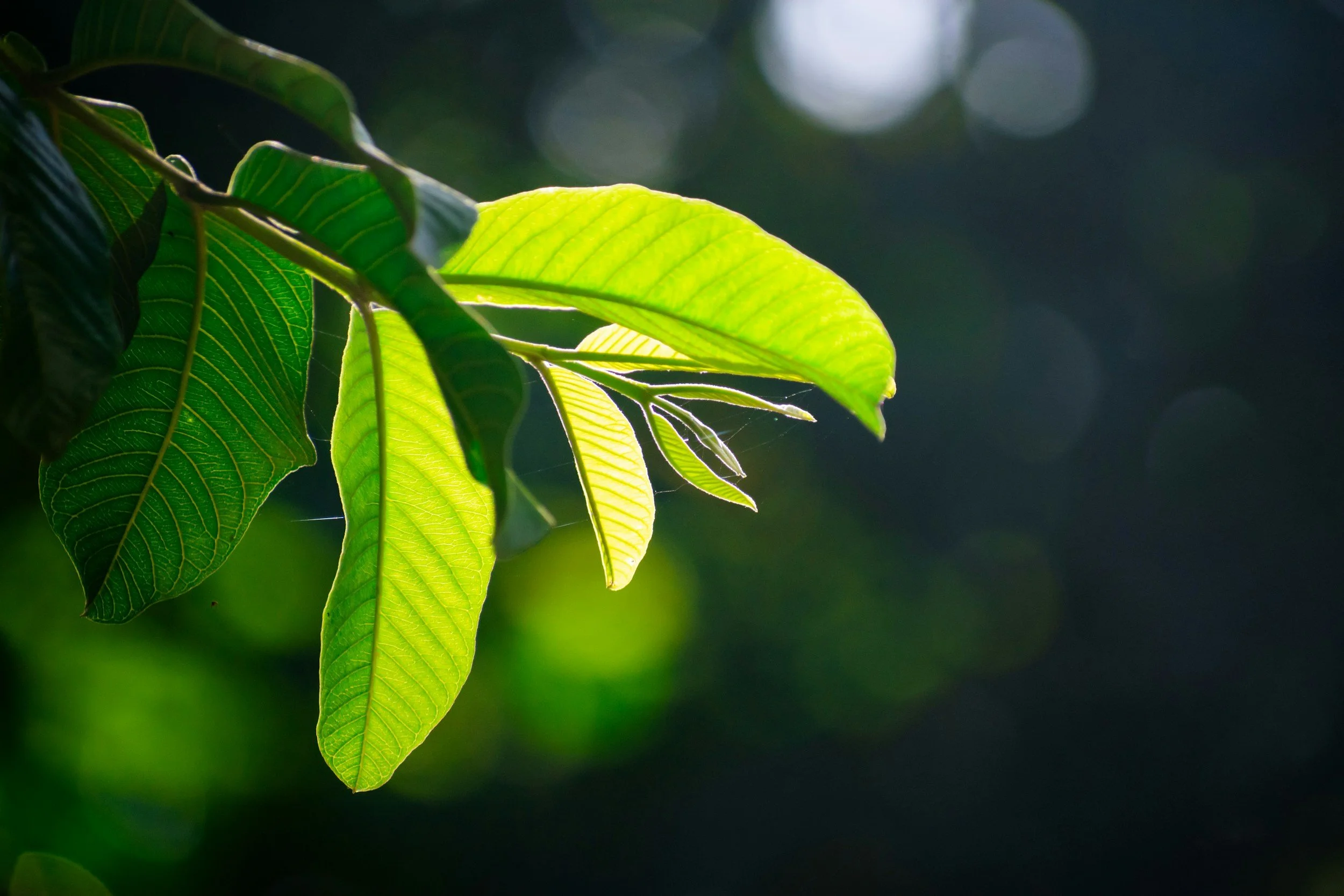 Close-up of green leaves illuminated by sunlight with a blurred background.