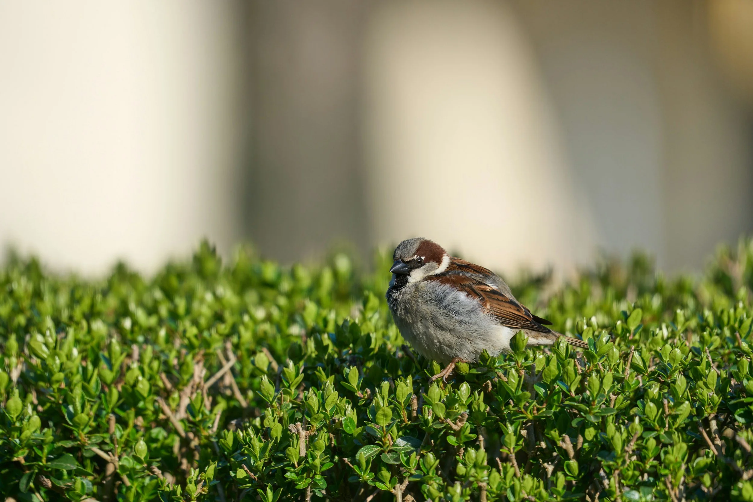 A small bird, likely a sparrow, sitting on green shrubbery with a blurred neutral background.
