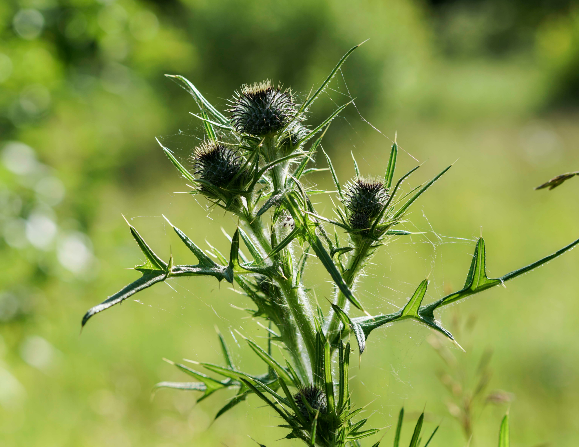 Master Gardener Series: Weed Identification and Management