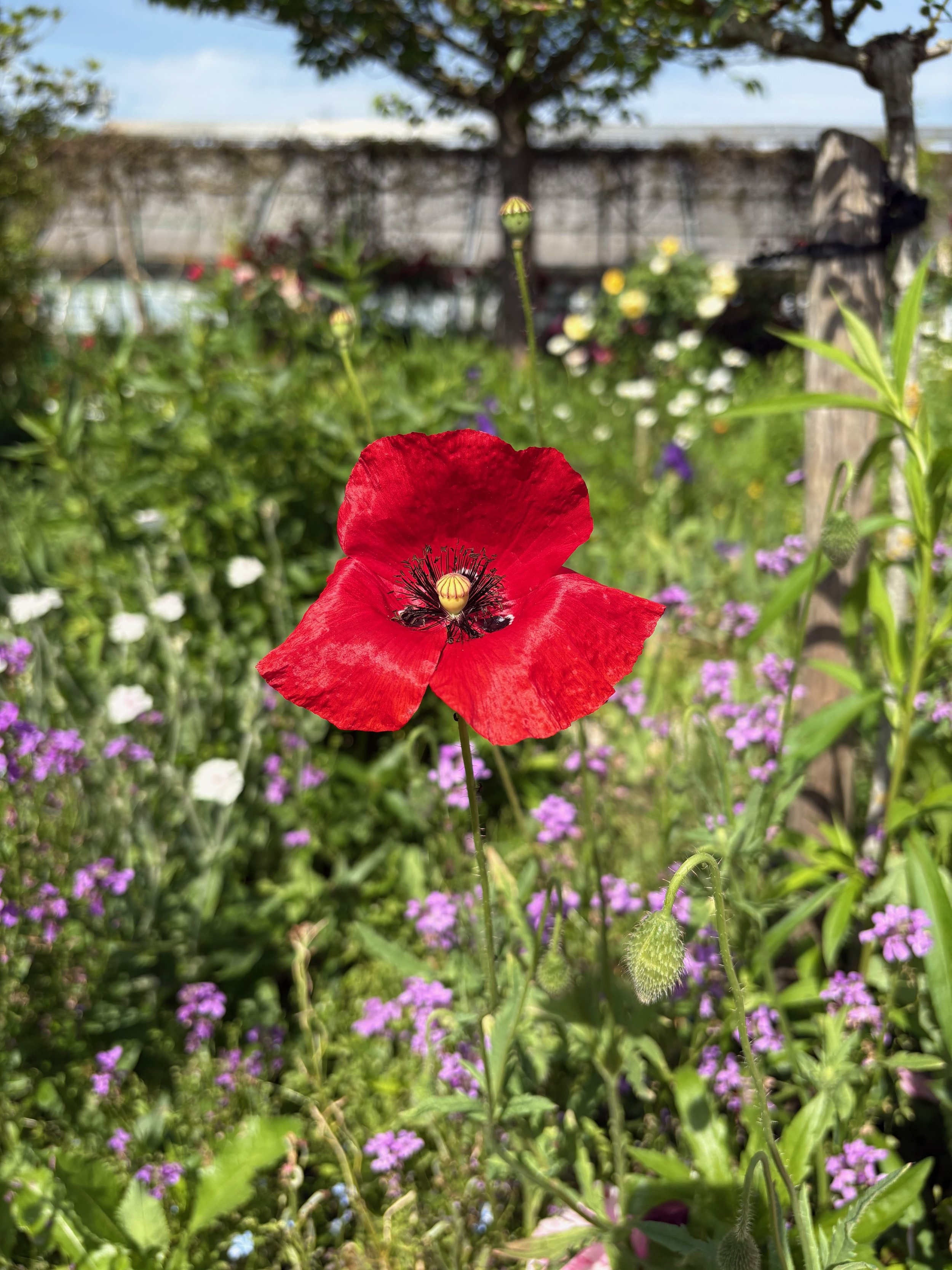 A bright red poppy flower in focus with other flowers and greenery in the background, and a wooden fence and trees behind, representing deep exploration, close observation, curiosity, joy, and the ability to stand out.