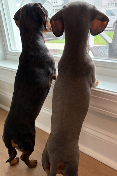 Clover and Daphne Home Watch