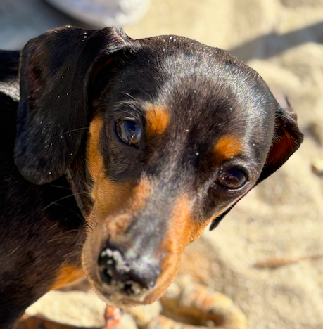 Cape & Coast Property Assurance Mascot Daphne