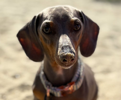 Cape & Coast Property Assurance Mascot Clover