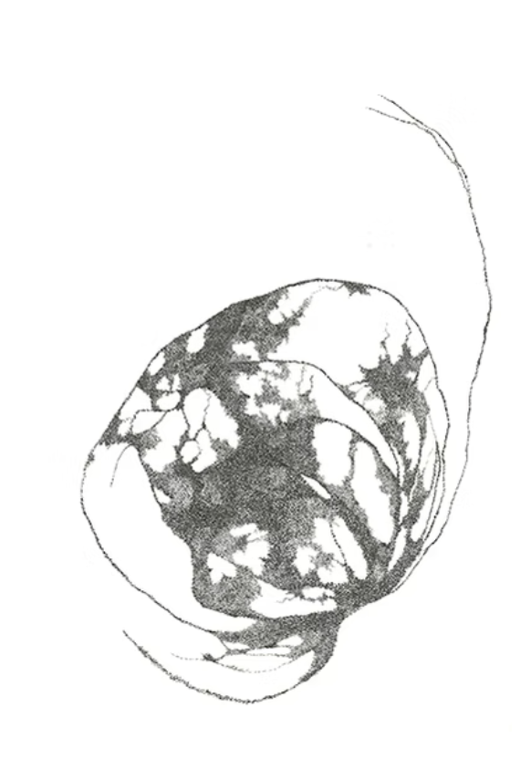 Dessin en noir et blanc d'une main tenant un objet ovoïde avec des motifs abstraits.