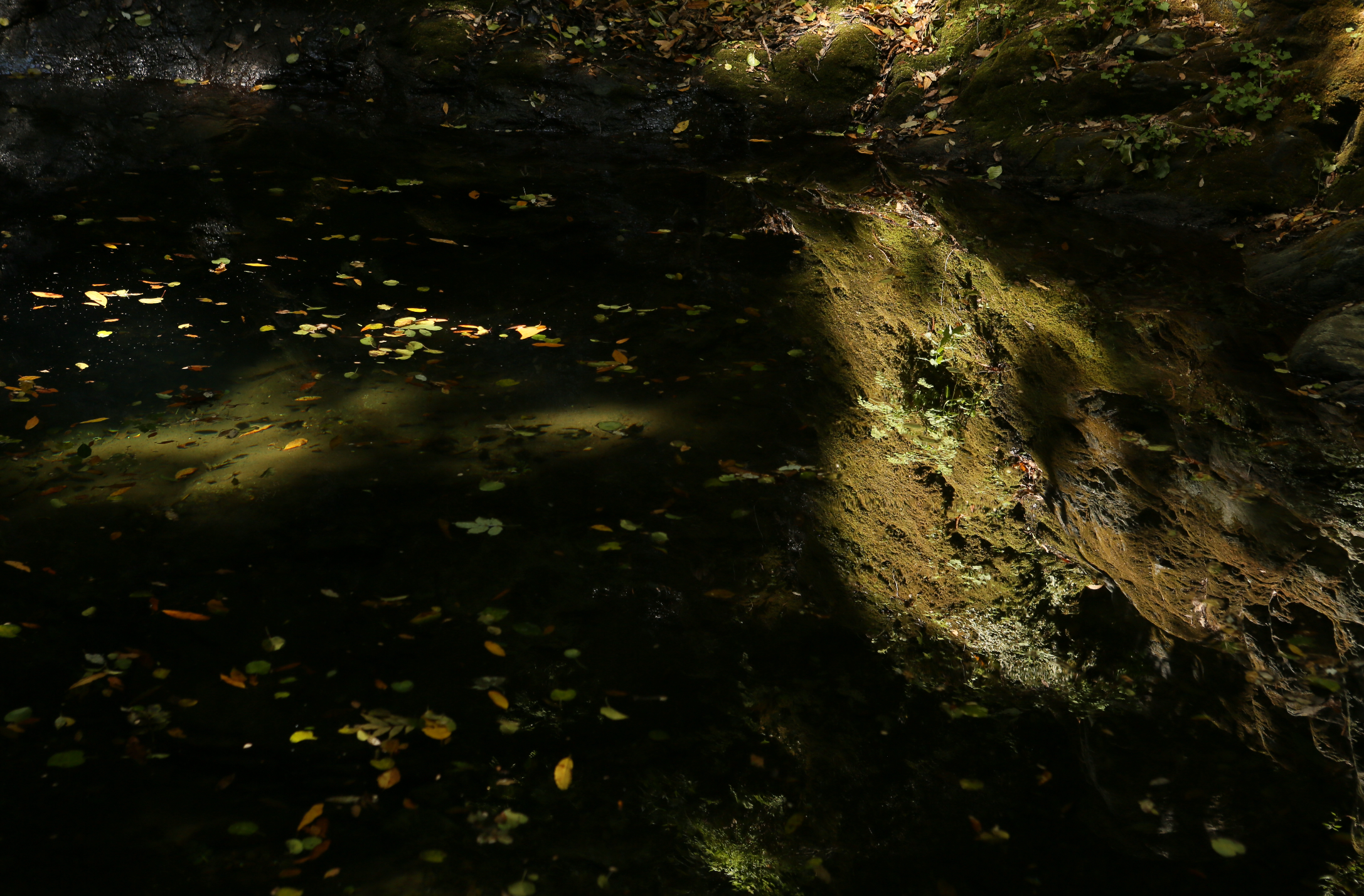 Une scène naturelle d'une rivière ou d'un étang avec de l'eau sombre, des feuilles tombées flottant à la surface, des rochers recouverts de mousse et de végétation le long des bords, dans un environnement ombragé de forêt.