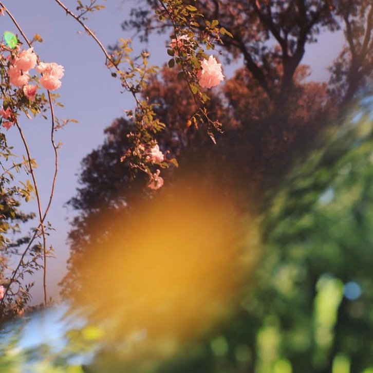 Fleurs roses fleuries sur une branche contre un ciel violet, avec des arbres en arrière-plan et un flou artistique dans la partie inférieure de l'image.