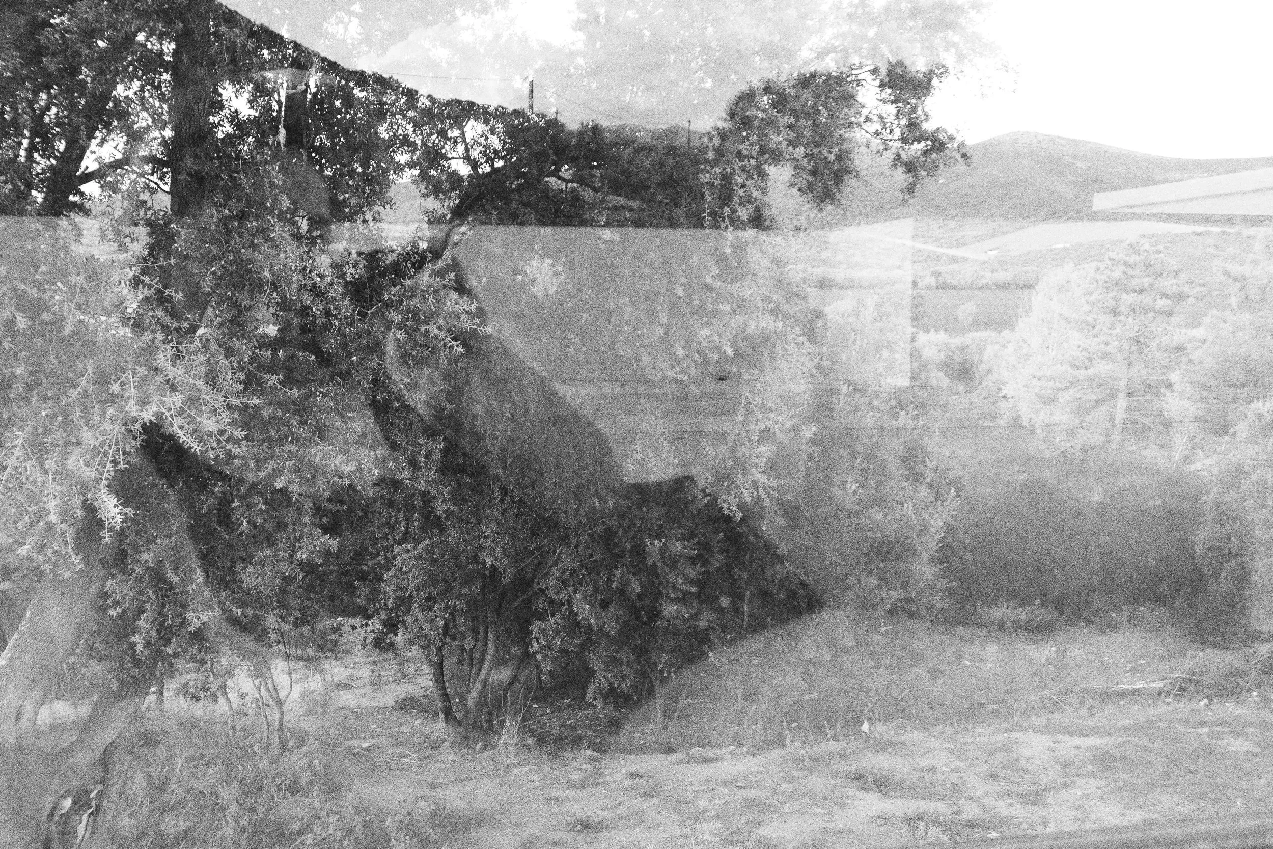 corps_des_corps_alma_isolina_bastia