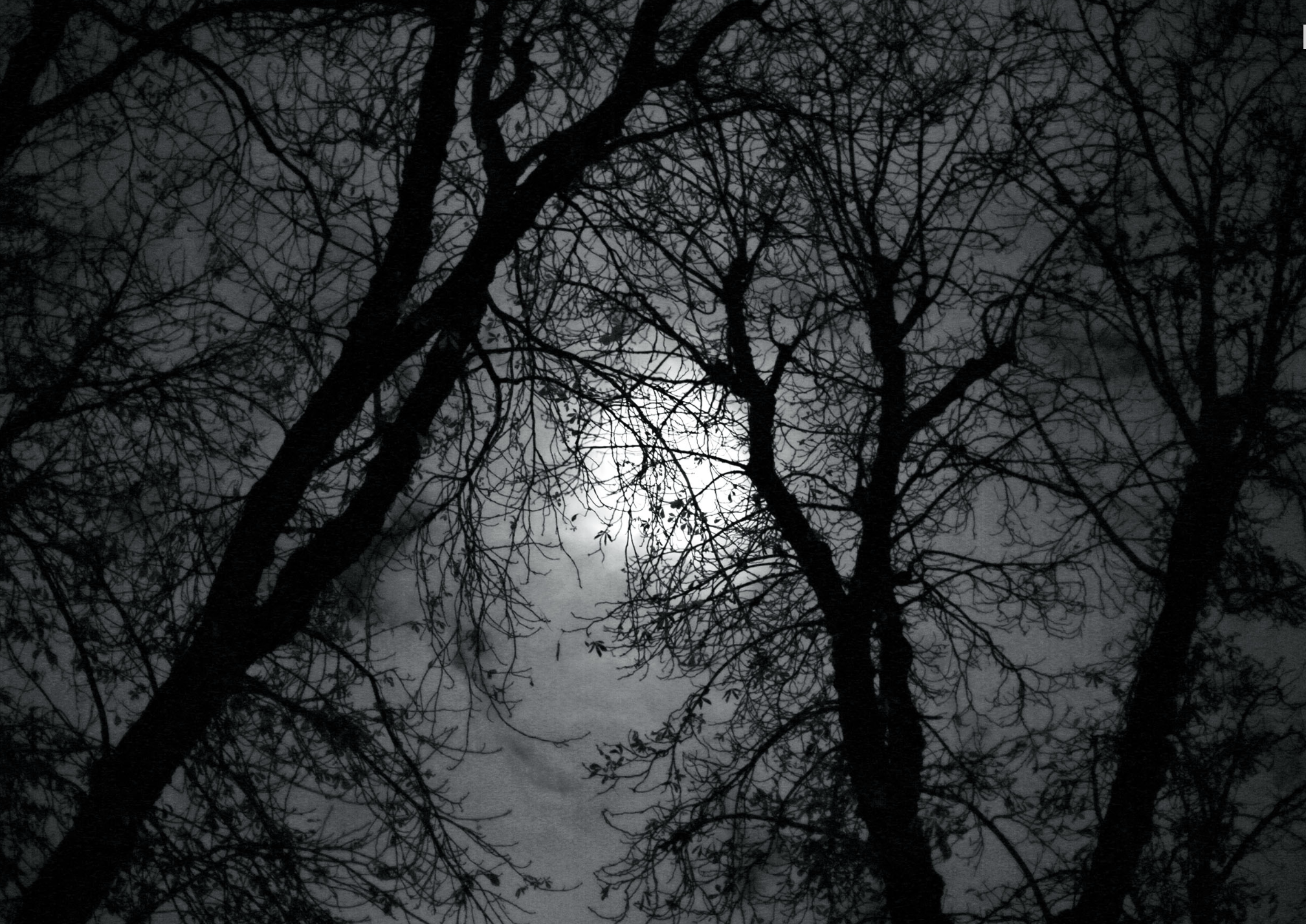 Arbres dépourvus de feuilles sous un ciel nuageux avec la lune visible derrière