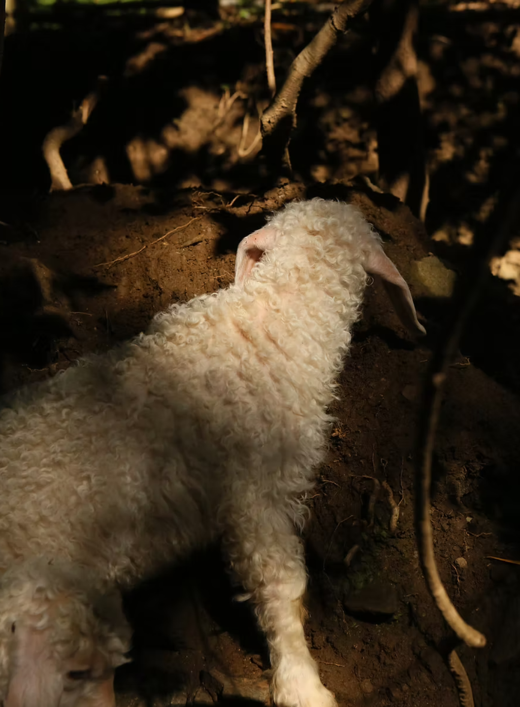 Jeune mouton blanc à laine bouclée, vu de dos, dans une zone sombre avec terre et branches