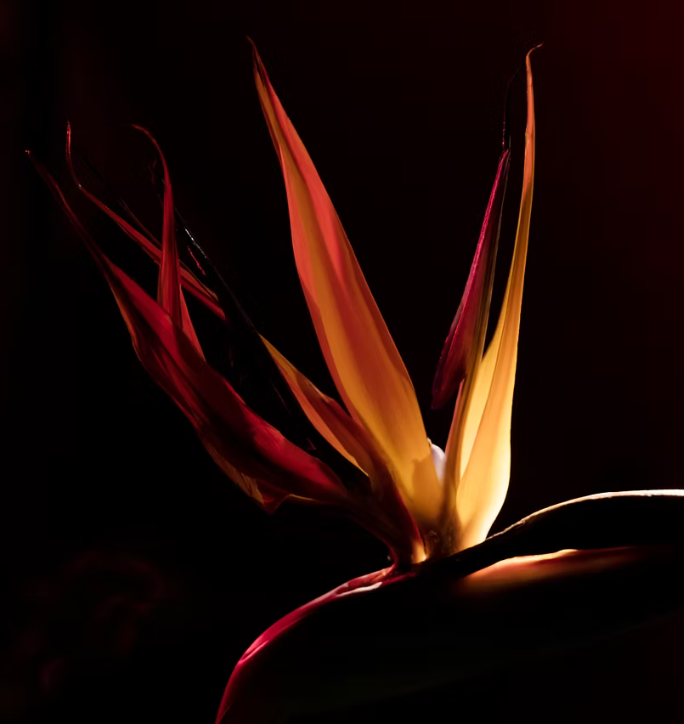 nature morte "pas si loin"
