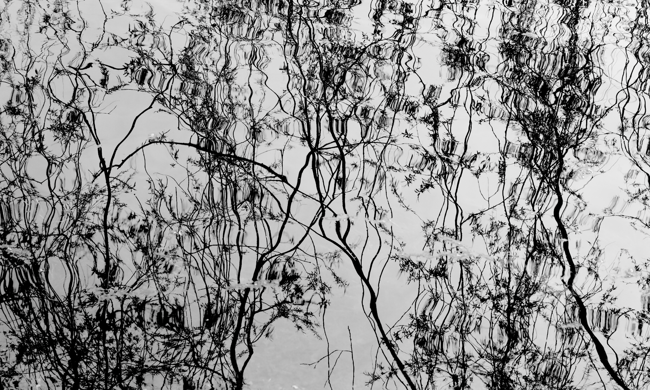 Reflections d'arbres dans l'eau avec un ciel nuageux en arrière-plan.