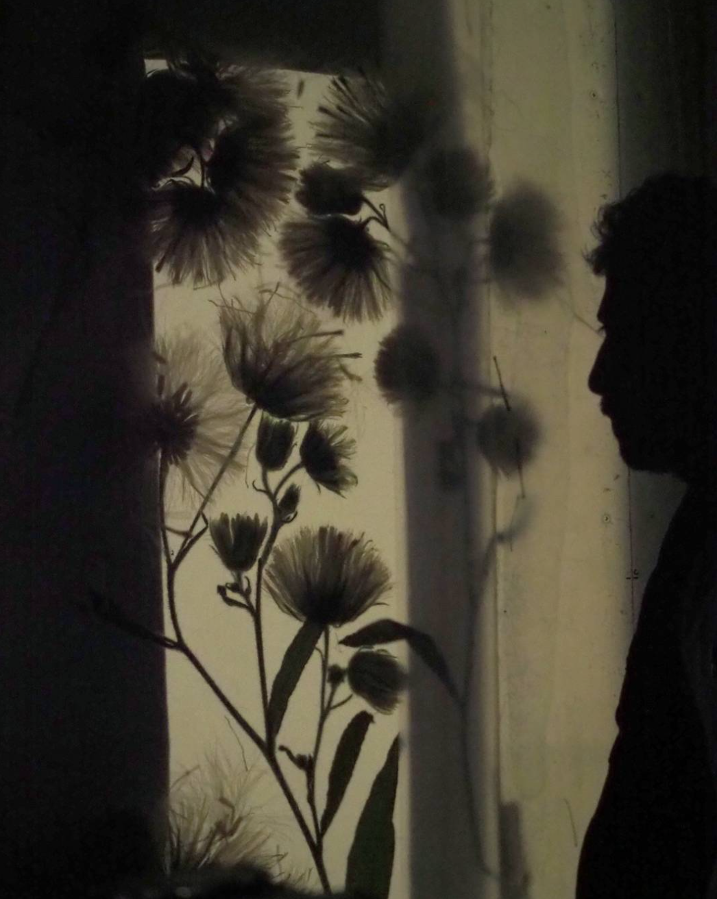 Silhouette de Baptiste rabichon, artiste et photographe observant des fleurs séchées en contre-jour, créant des ombres contrastées.