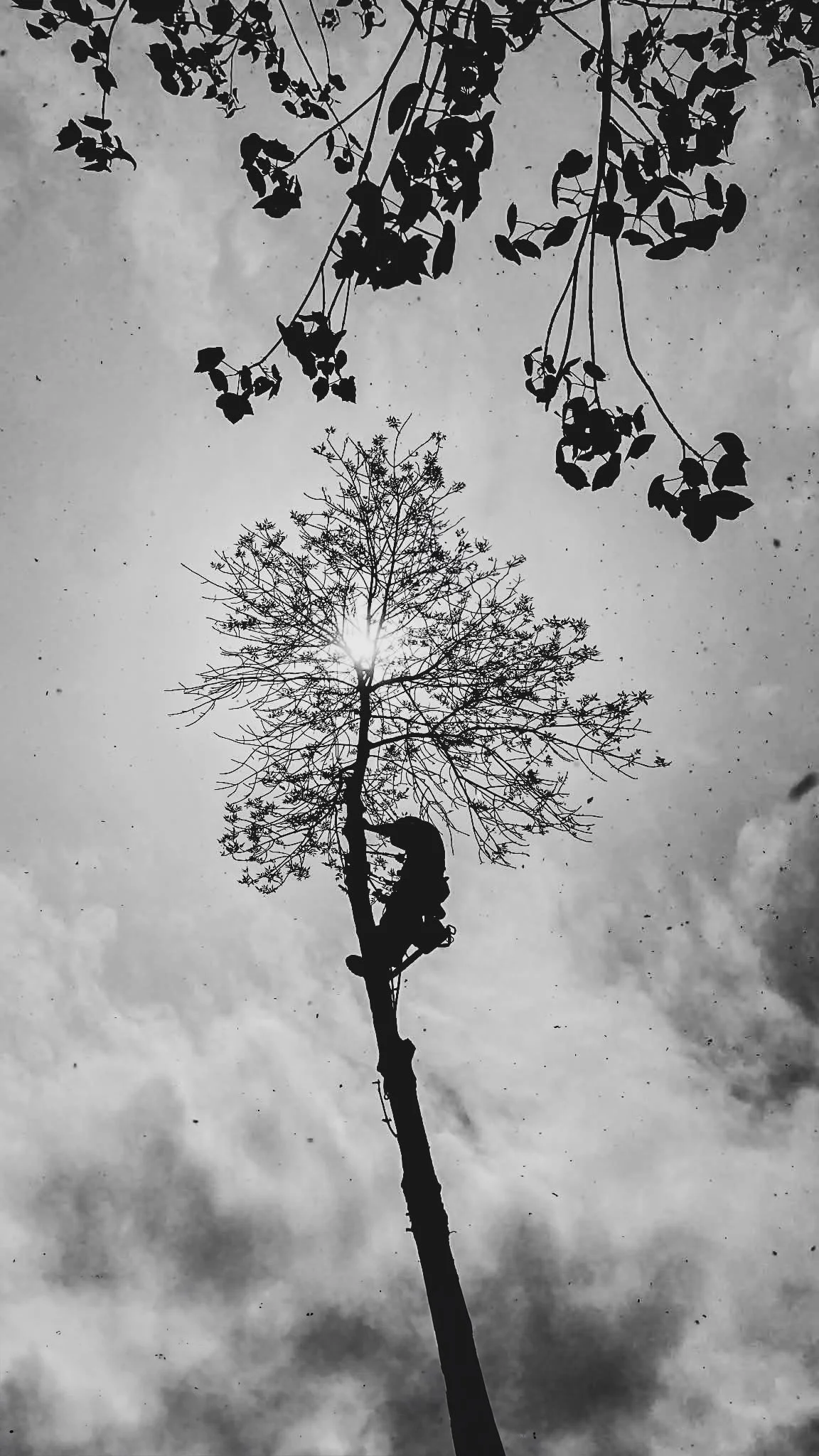 Silhouette d'un homme qui grimpe dans un arbre nu contre un ciel nuageux, avec la lumière du soleil derrière