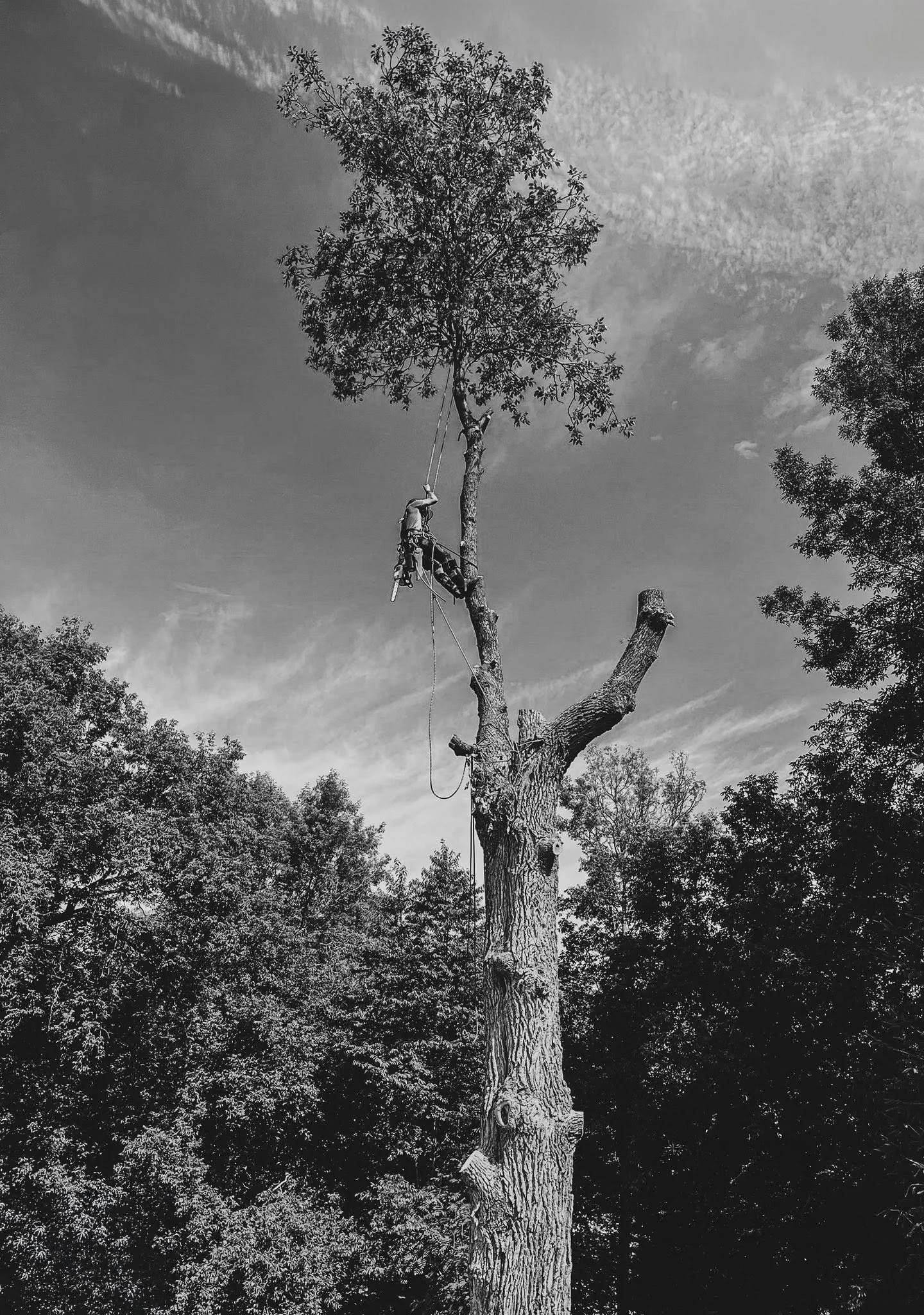 Un homme escalade un arbre haut, utilisant une corde, dans un paysage avec d'autres arbres, en noir et blanc.