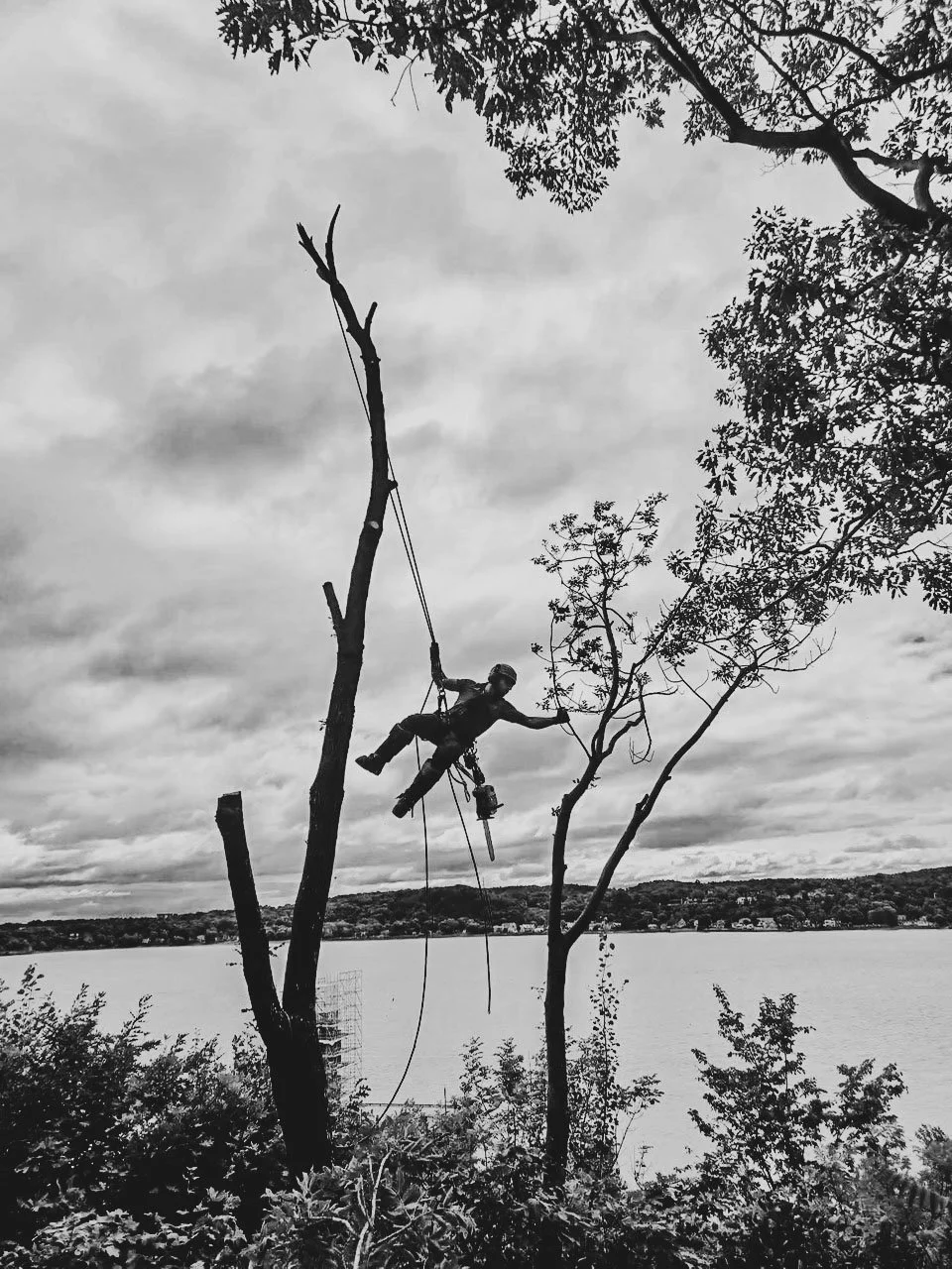 Une personne en équipement d'escalade dans un arbre au bord d'un lac, avec un ciel nuageux en arrière-plan