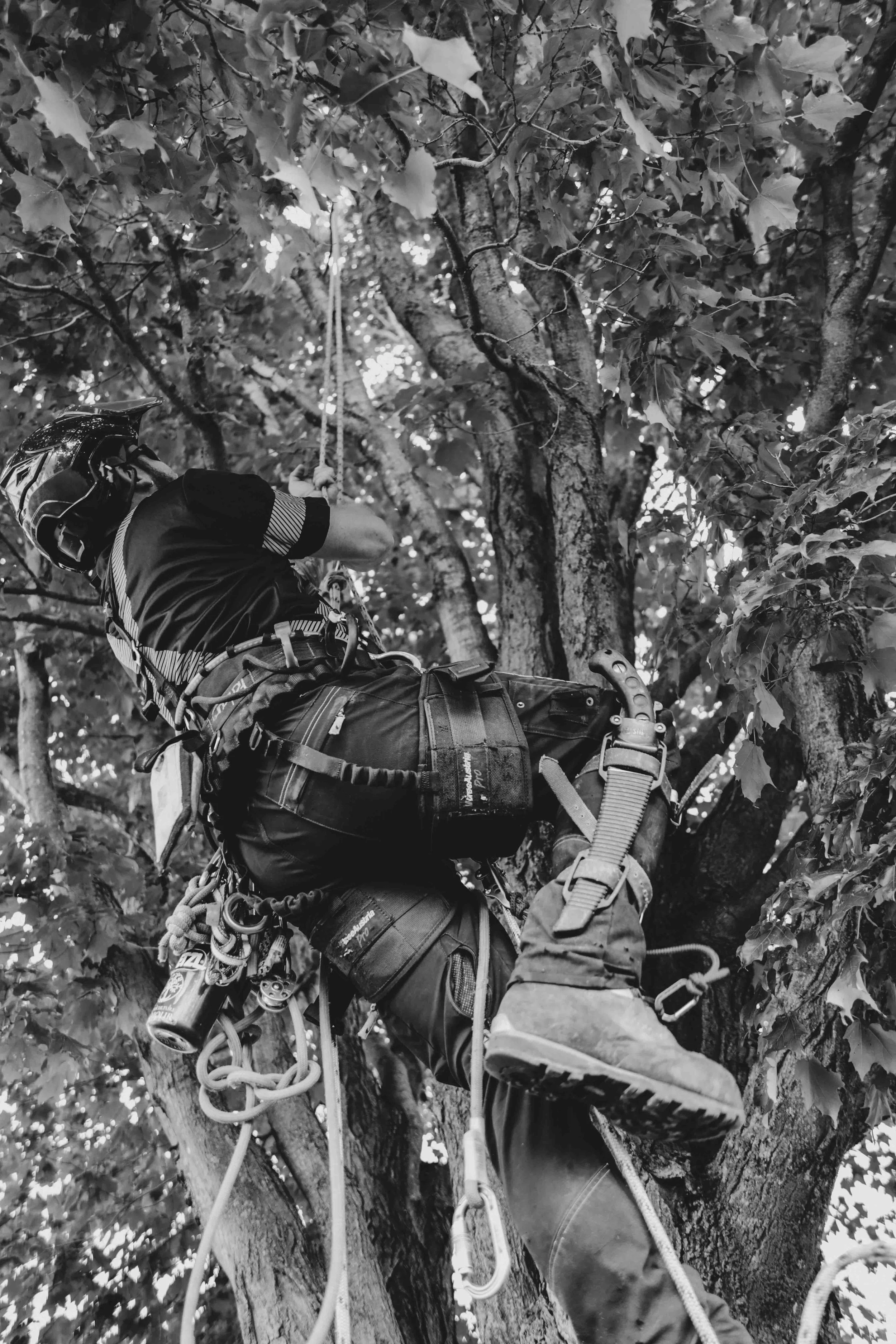Un grimpeur portant un casque escalade un arbre avec équipement de sécurité en plein jour.